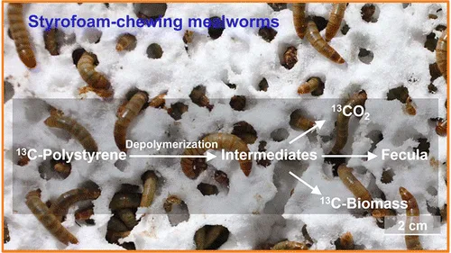 mealworms